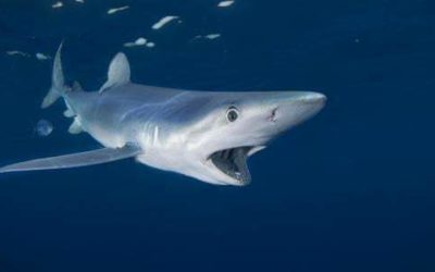 The Shark Tank for Digital Business