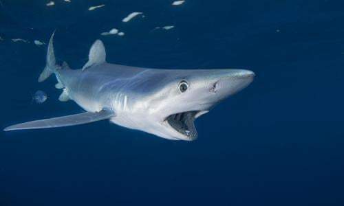 The Shark Tank for Digital Business